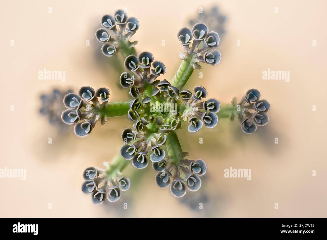 Mother of millions (Kalanchoe delagoensis). Crassulaceae. Natural mandala. ornamental succulent