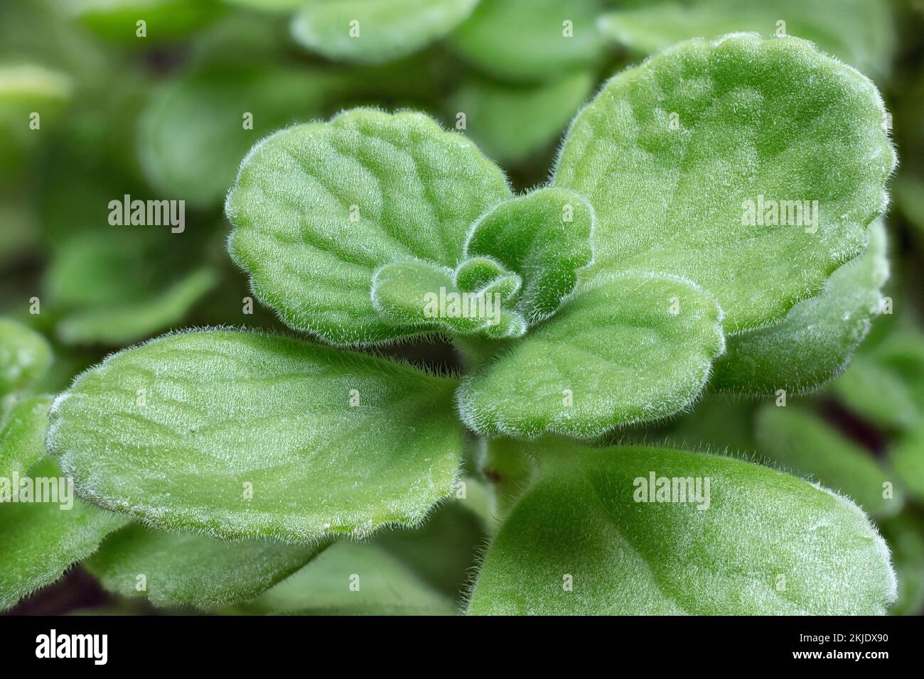 Cuban oregano (Plectranthus amboinicus) leaves. Also know Mexican mint. Stock Photo