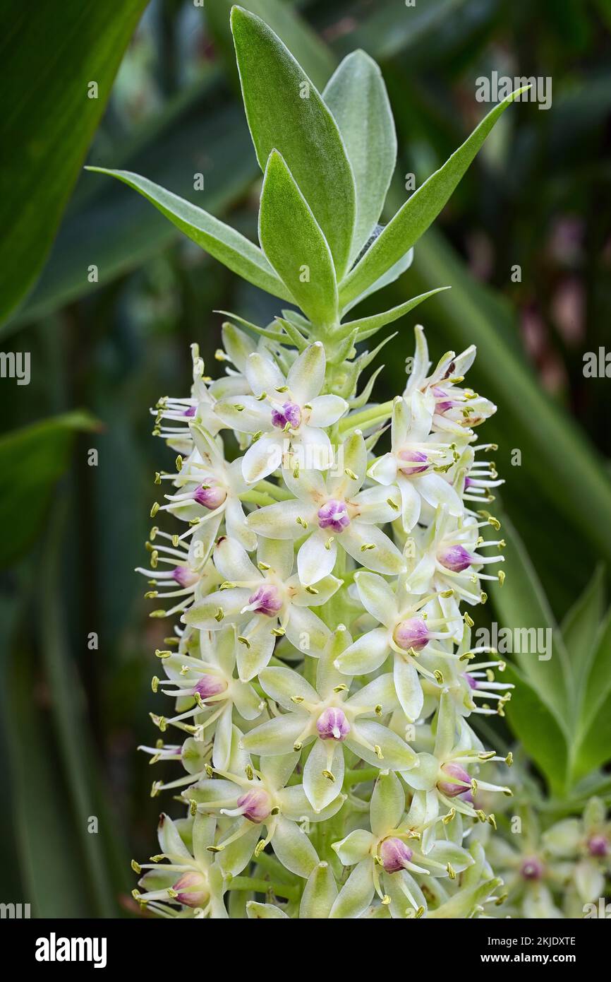 Pineapple lily comosa). Asparagaceae. Perennial ornamental