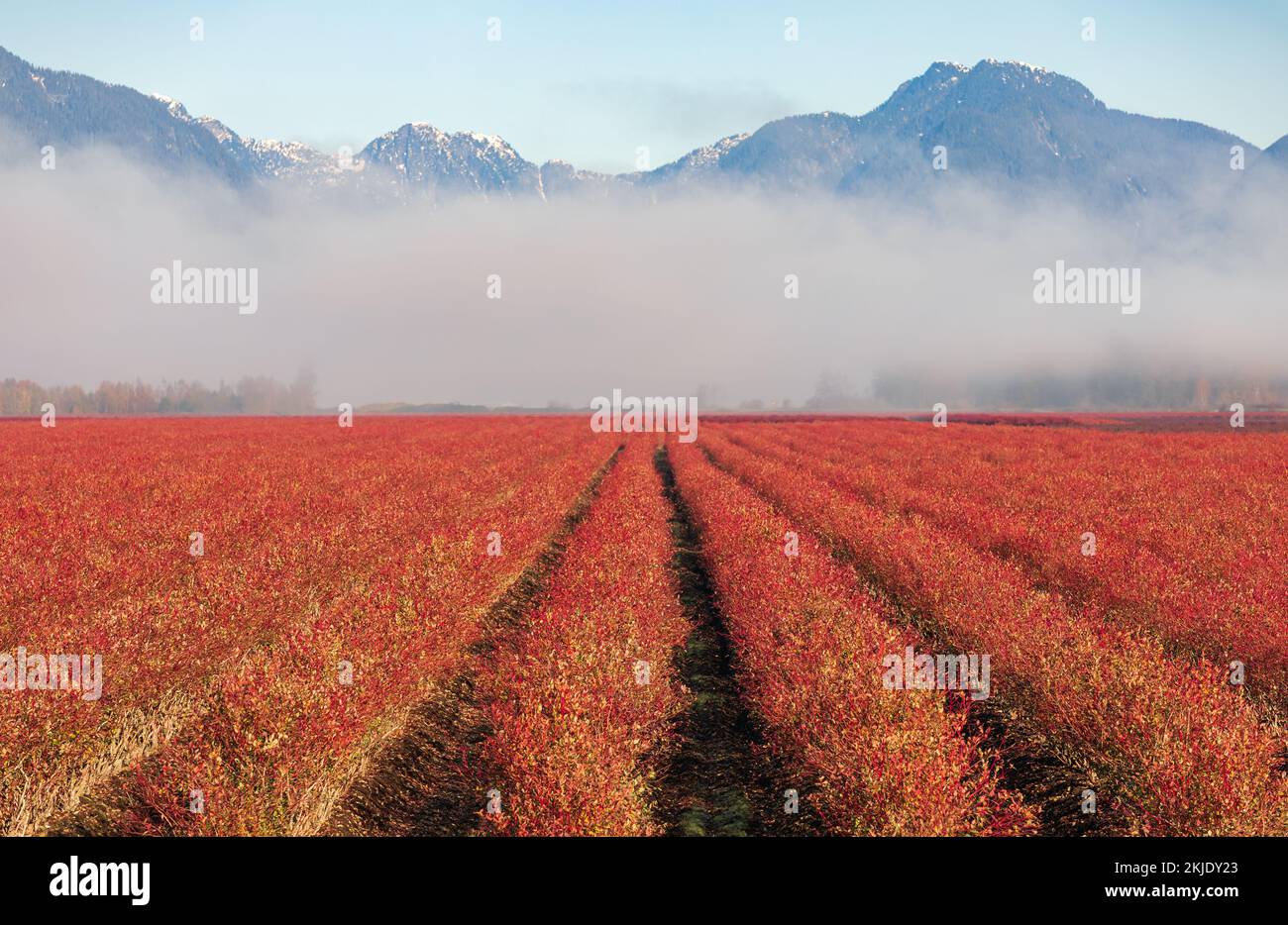 Fall Colors of straight Rows of Blueberry Plants in Farmer Fields in the Fraser Valley of