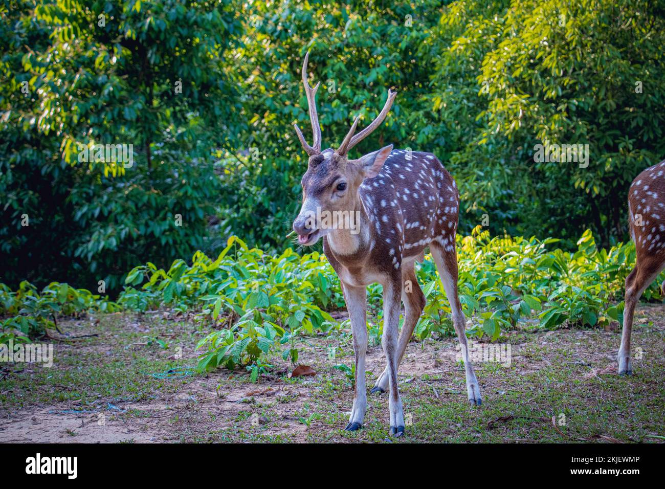 Young Spotted Deer or Axis Deer eating in a safari park in Bangladesh
