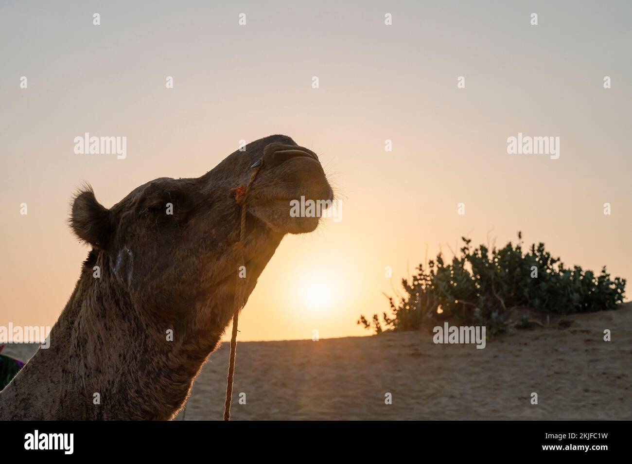 Sun rising at the horizon of Thar desert, Rajasthan, India. Dromedary, dromedary camel, Arabian camel, or one-humped camel is resting on sand dune. Stock Photo