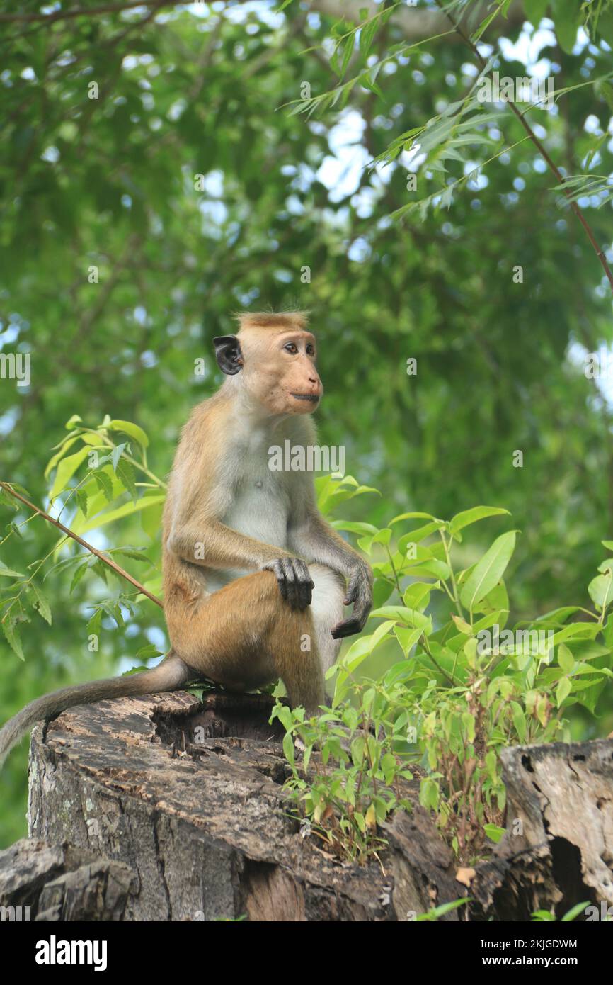Wildlife photos from Sri Lanka. Visit Sri Lanka Stock Photo
