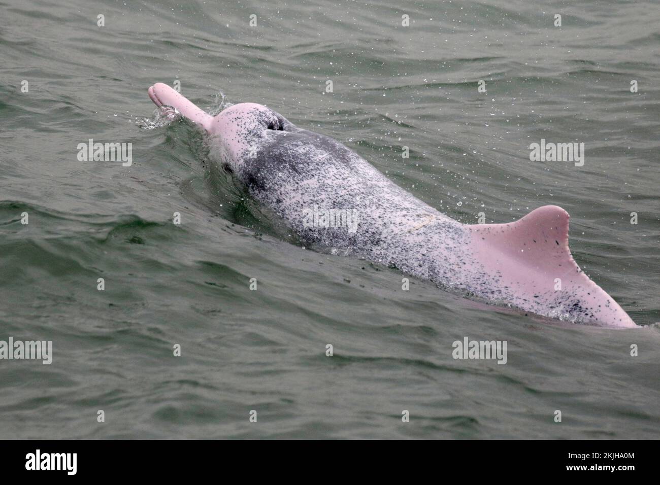Chinese White Dolphin (Sousa chinensis), west of Lantau Island, Hong Kong 6th Nov 2022 Stock Photo