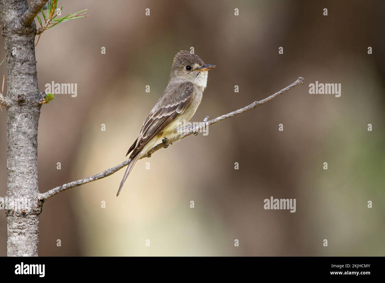 A closeup of a little cute Western Wood Pewee perching on a thin tree branch Stock Photo