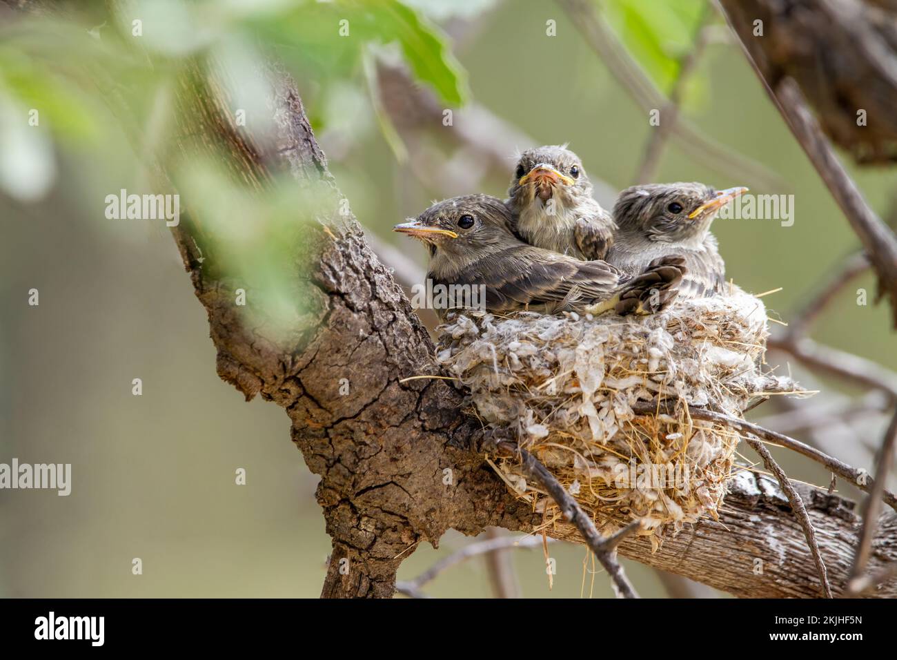 A closeup of little Western Wood Pewee nestlings in the nest on a tree branch Stock Photo