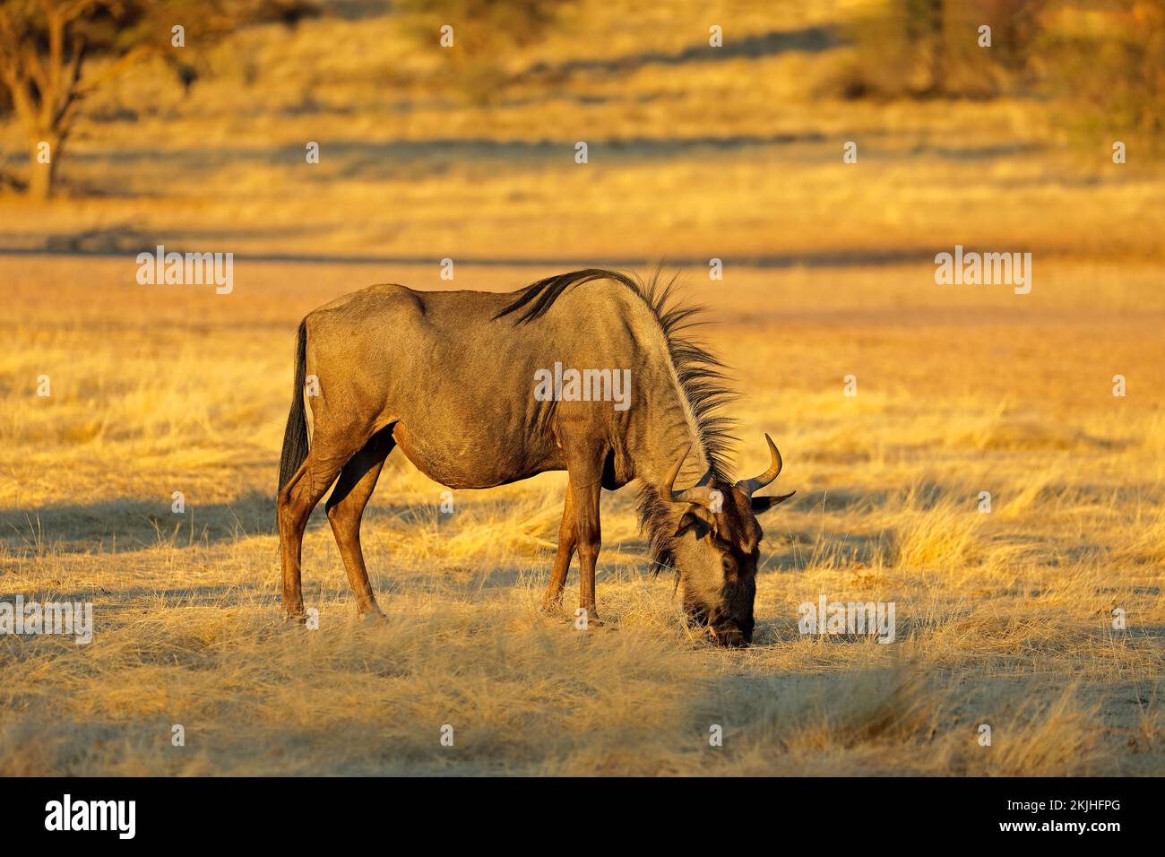 A blue wildebeest (Connochaetes taurinus) grazing in natural habitat, Kalahari desert, South Africa Stock Photo
