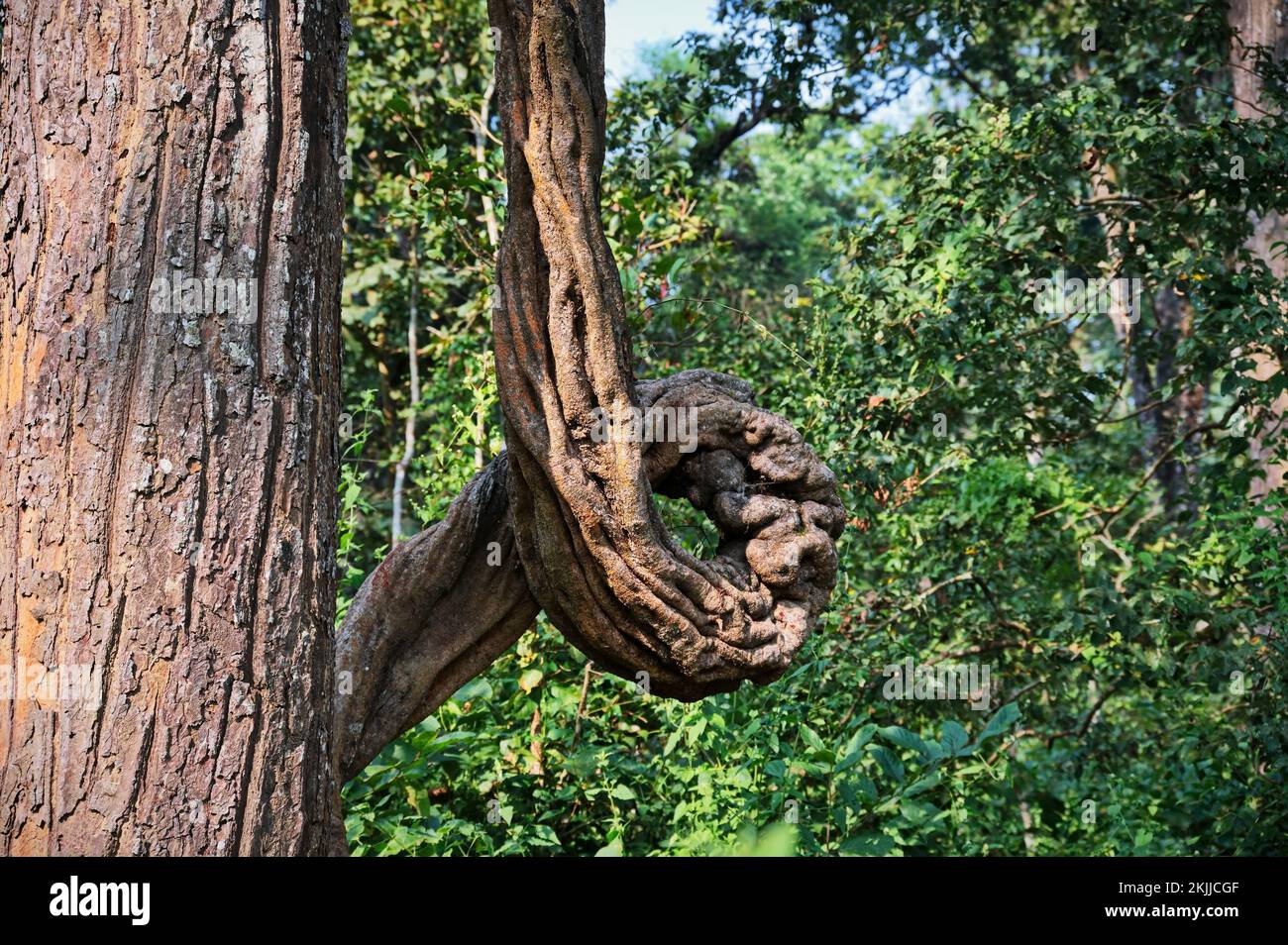 Tree with twisted branch in Chitwan National Park, Nepal Stock Photo
