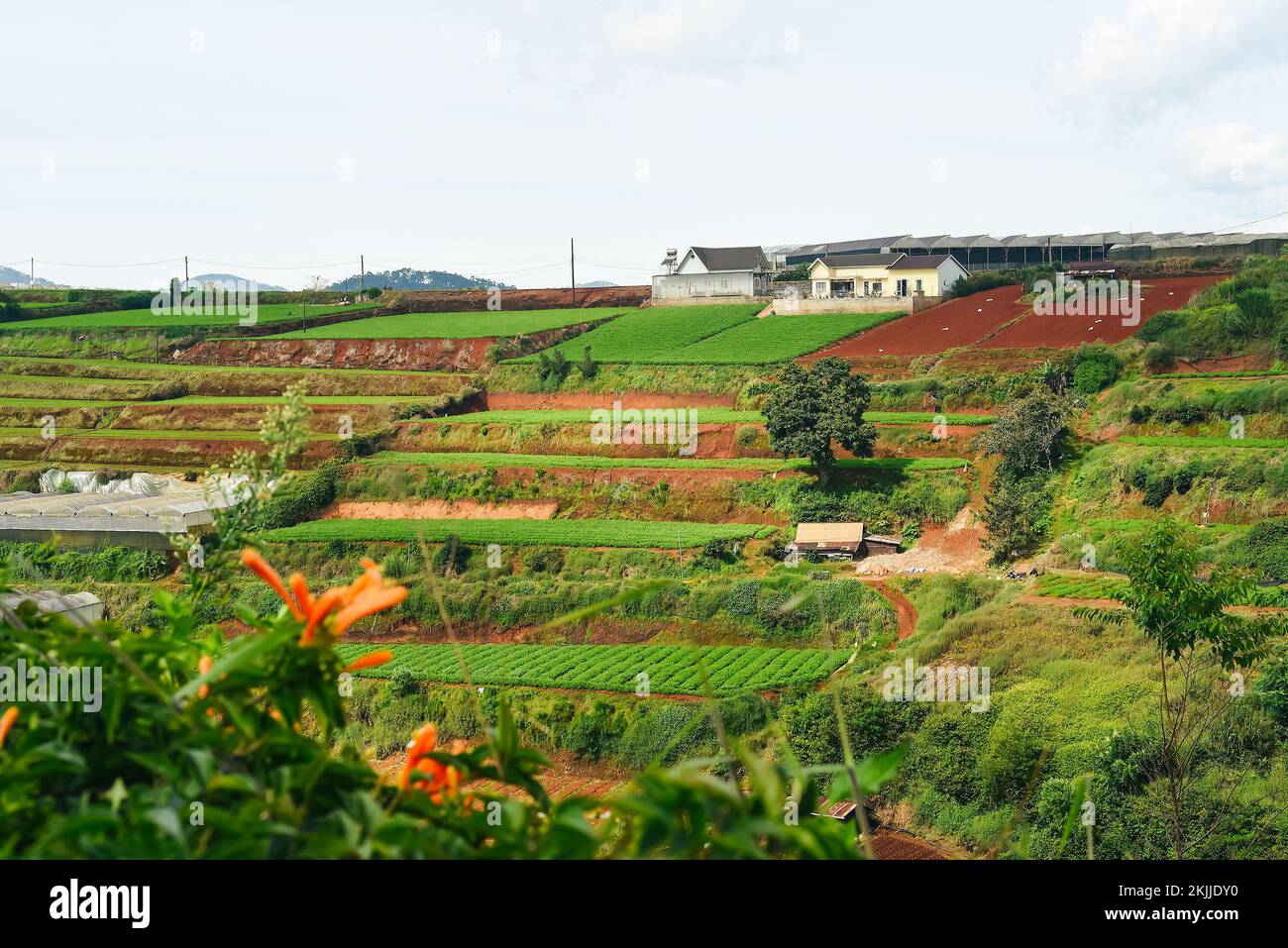 Hills and plantations of Da Lat city in Vietnam Stock Photo