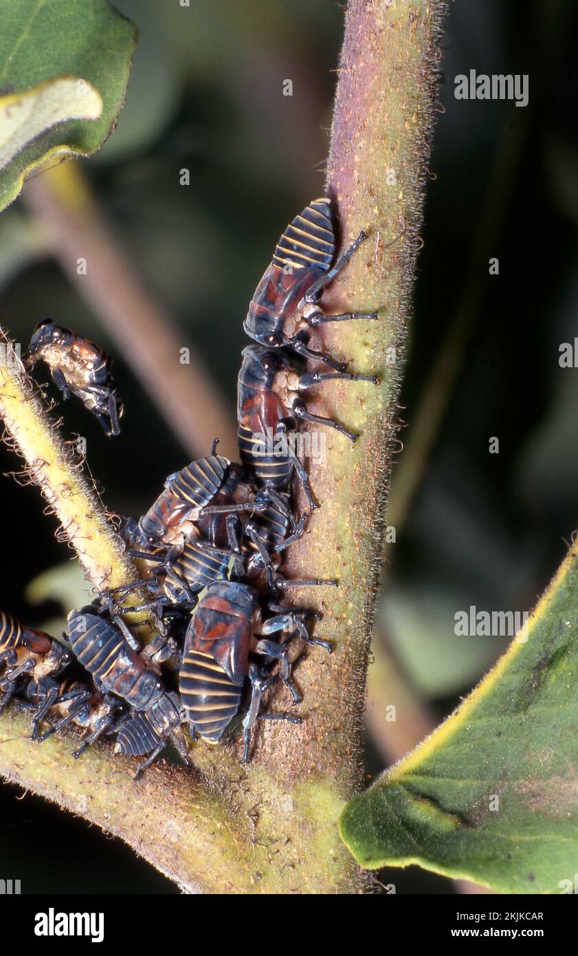 A leafhopper is the common name for any species from the family Cicadellidae shown here on Eucalyptus tree, Australia. Stock Photo