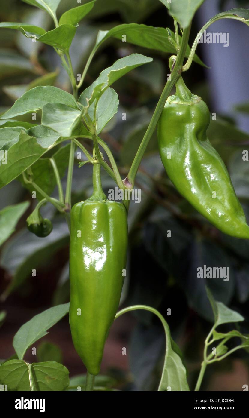 LONG GREEN CHILI PEPPERS GROWING ON PLANT Stock Photo Alamy