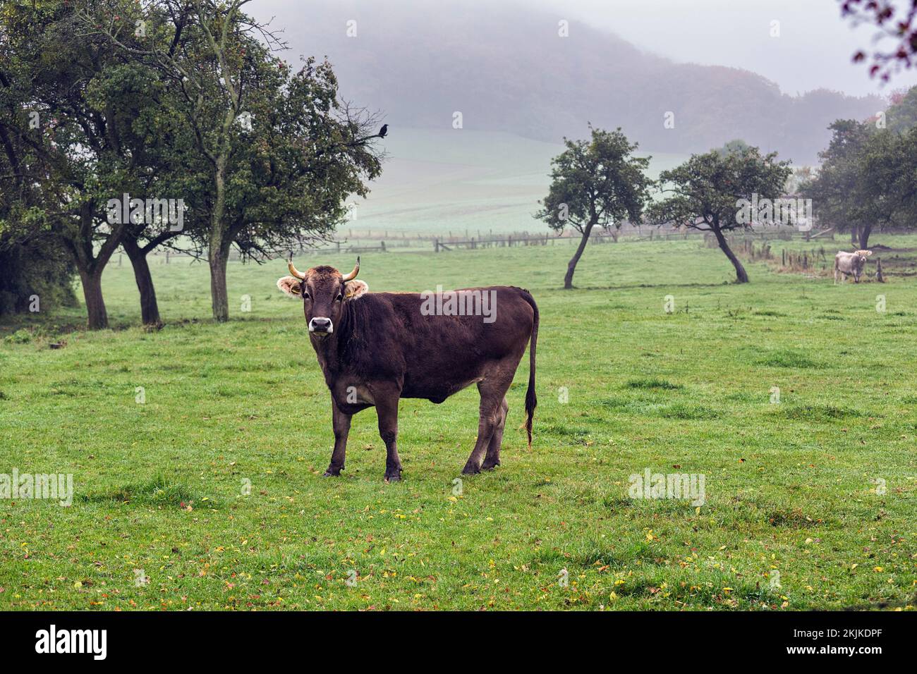 Meadow with fruit trees and cow, dreary autumn weather with fog, Lügde, Weserbergland, North Rhine-Westphalia, Germany, Europe Stock Photo