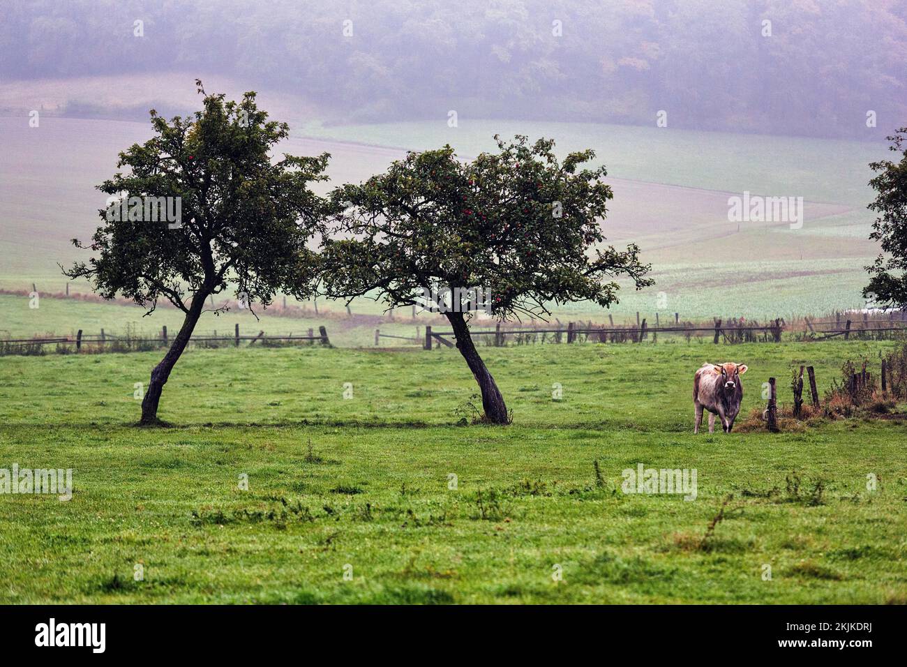 Meadow with two fruit trees and cow, dreary autumn weather with fog, Lügde, Weserbergland, North Rhine-Westphalia, Germany, Europe Stock Photo