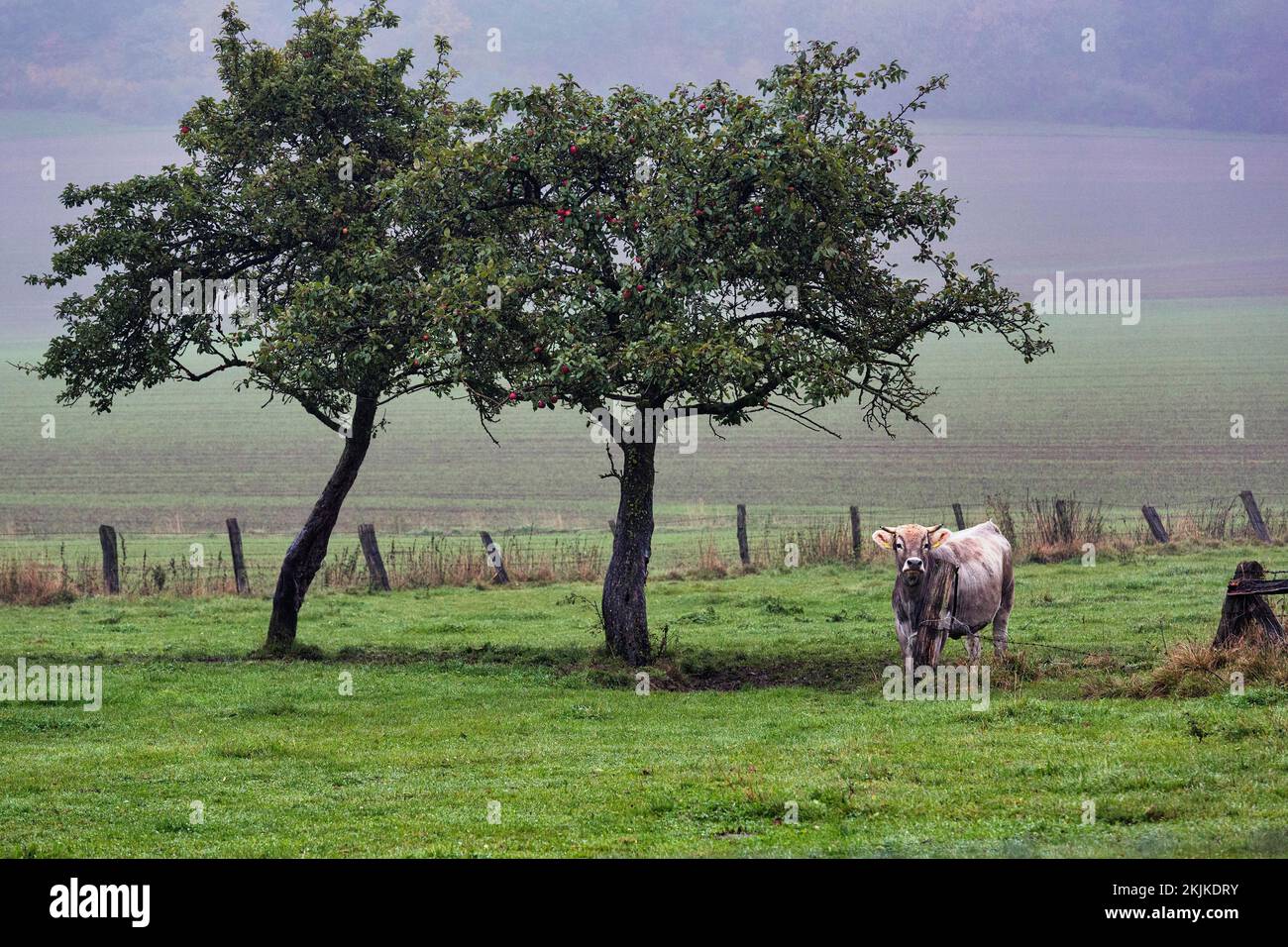 Meadow with two fruit trees and cow, dreary autumn weather with fog, Lügde, Weserbergland, North Rhine-Westphalia, Germany, Europe Stock Photo