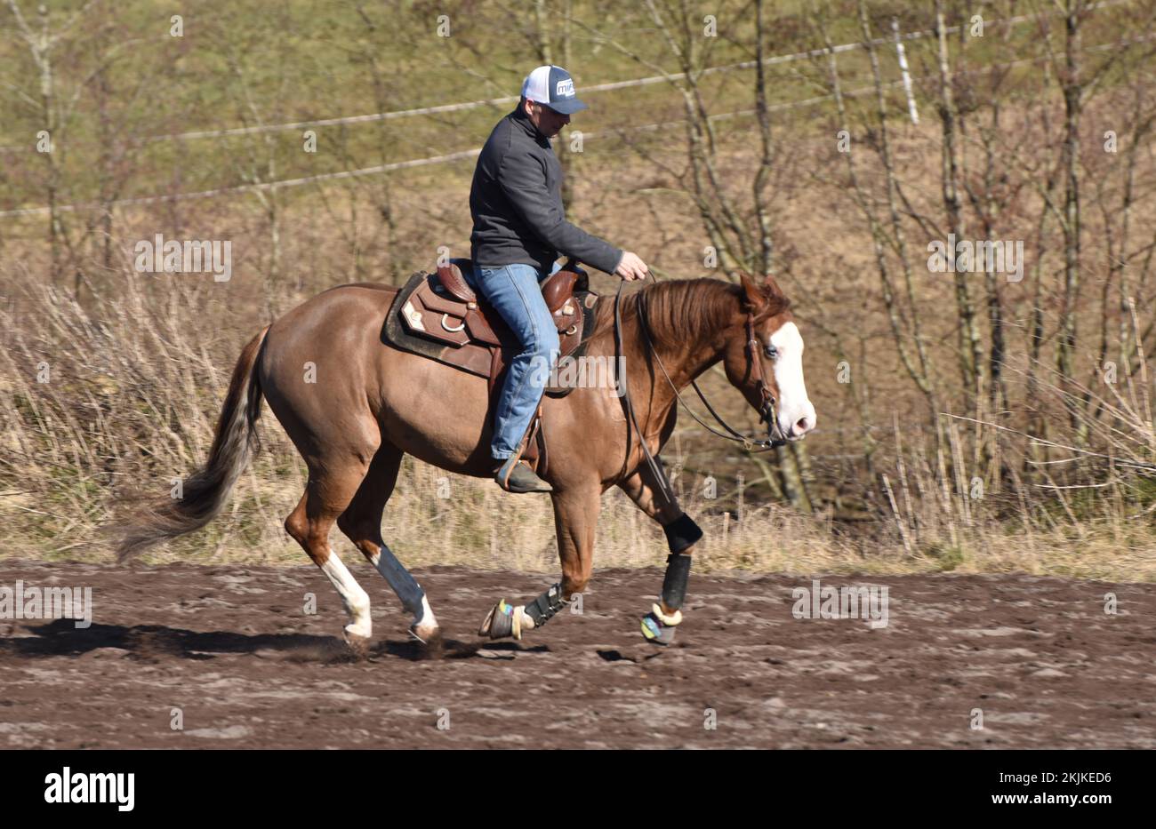 Training a western horse of the breed American Quarter Horse in canter