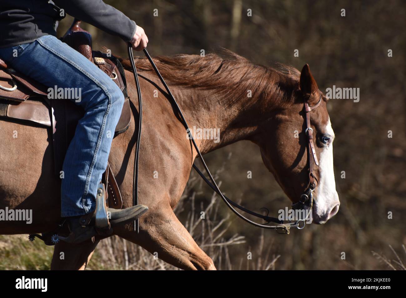 Testiera Western Thor-Equine A Due Orecchie - Pelle Grezza, Colore Chesnut, Per Pony - Foto 2