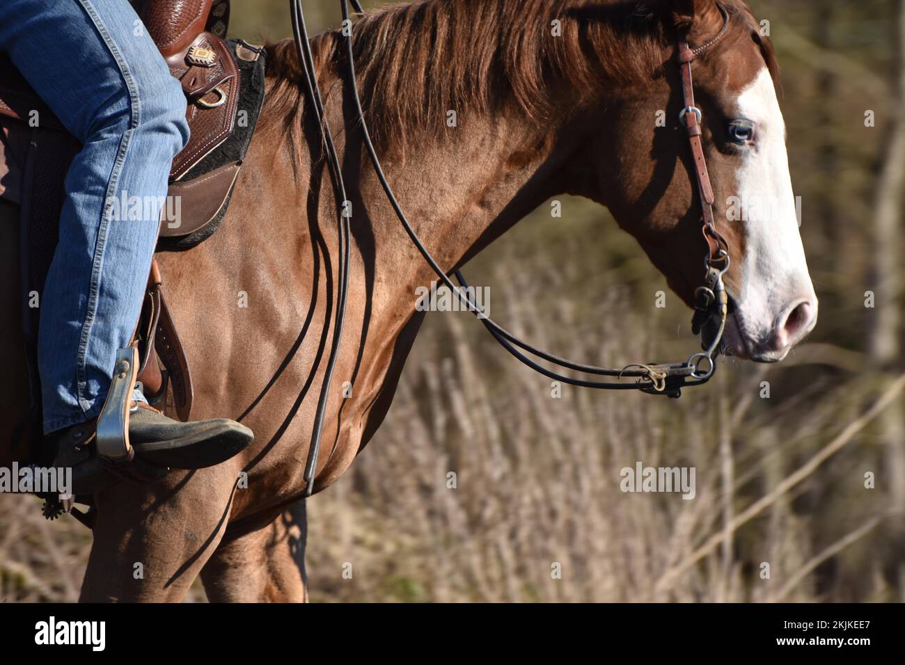 Close-up of the head and neck with headstall and reins of a western horse of the breed American Quarter Horse during training in the riding arena in l Stock Photo