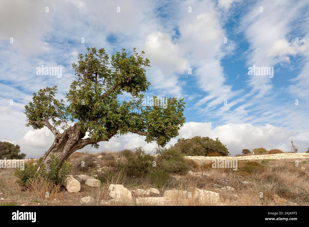 Landscape with holm oak (Quercus ilex), Cyprus, Europe Stock Photo