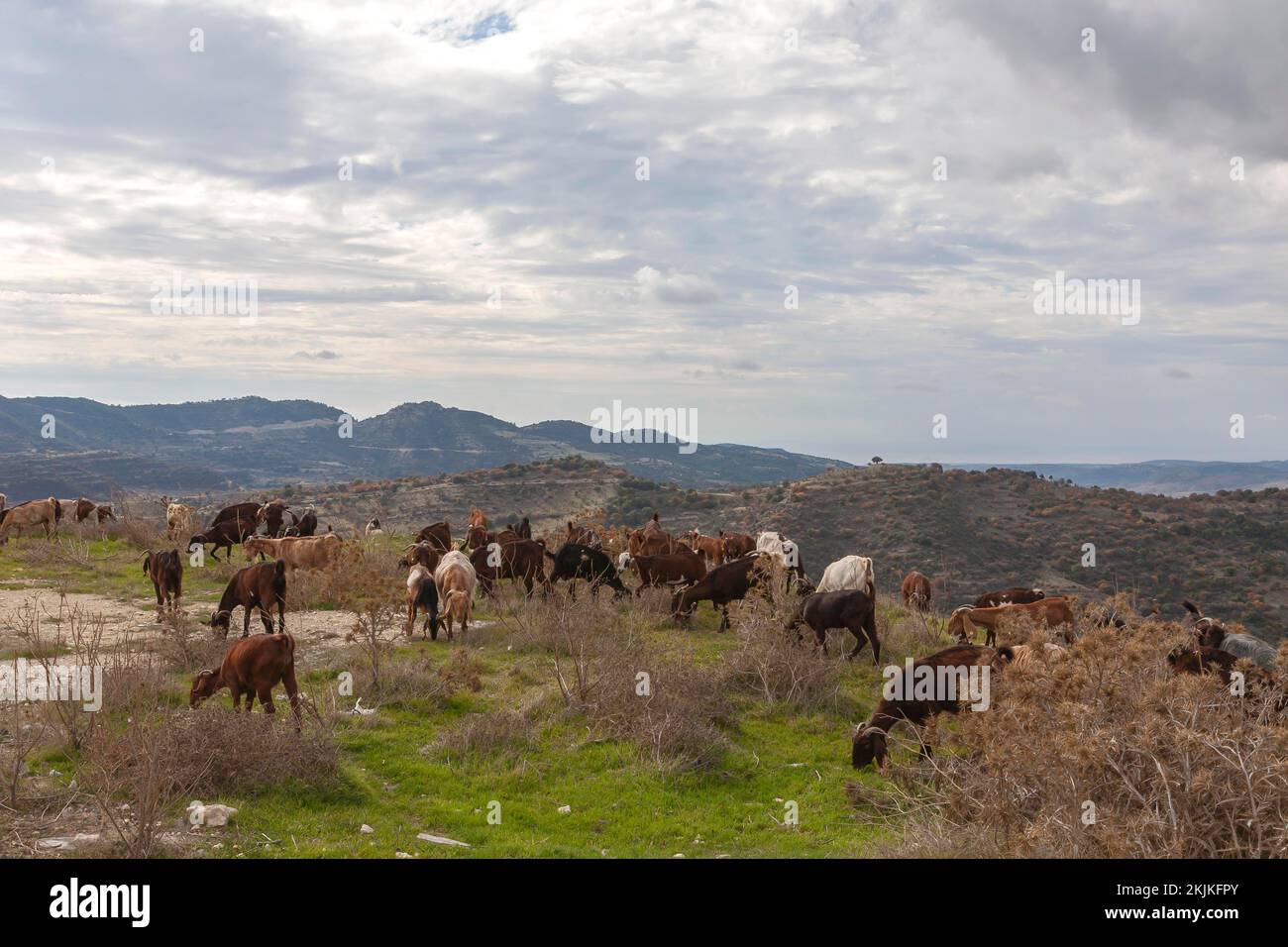 Mountain goats cyprus hi-res stock photography and images - Alamy