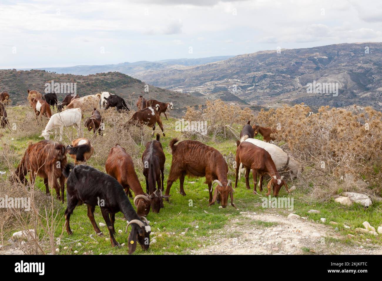 Mountain goats cyprus hi-res stock photography and images - Alamy