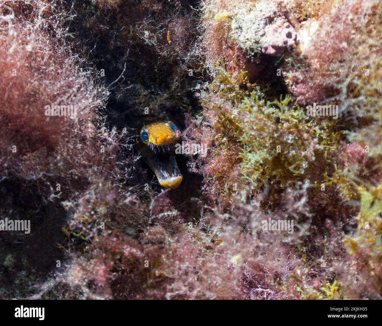 Fangtooth moray (Enchelycore anatina), Lanzarote. Canary Islands, Spain, Europe Stock Photo