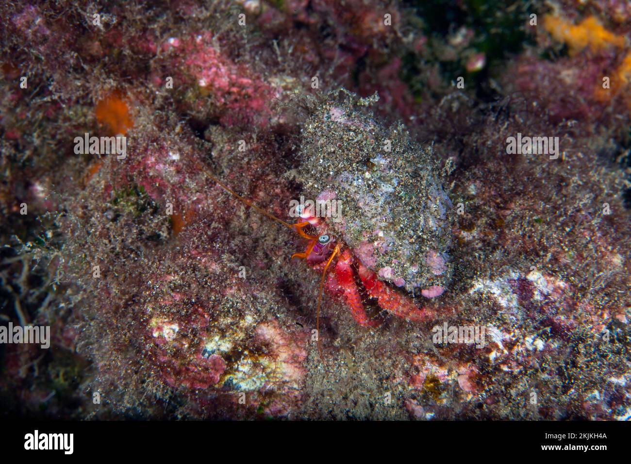 Colourful hermit crab (Calcinus tubularis), Lanzarote, Canary Islands, Spain, Europe Stock Photo