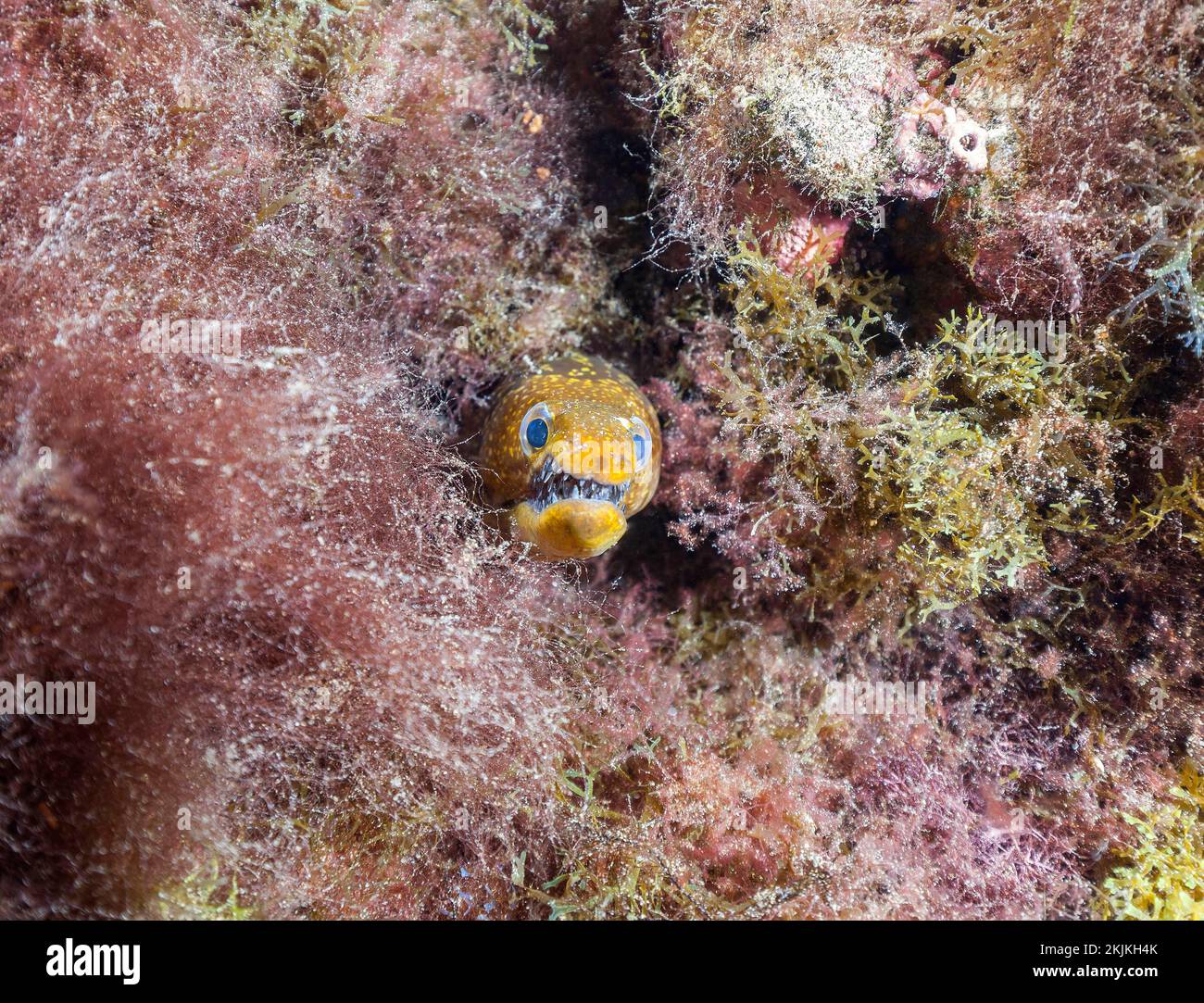 Fangtooth moray (Enchelycore anatina), Lanzarote. Canary Islands, Spain, Europe Stock Photo