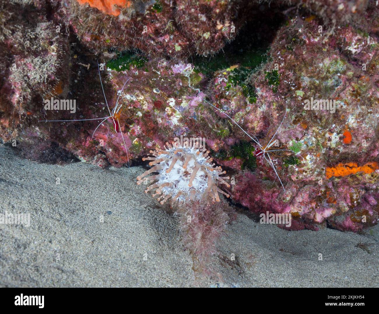 Club-tipped anemone (Telmatactis cricoides) with Atlantic white banded cleaner shrimp (Lysmata grabhami), Lanzarote. Canary Islands, Spain, Europe Stock Photo