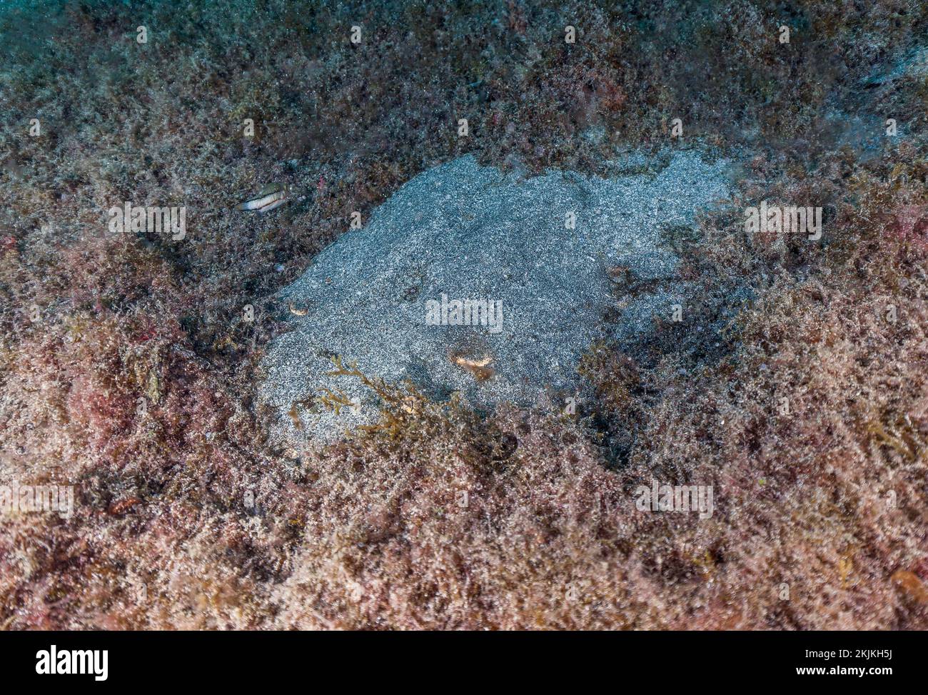 Monkfish (Squatina squatina) buried in the sand, Lanzarote, Canary Islands, Spain, Europe Stock Photo