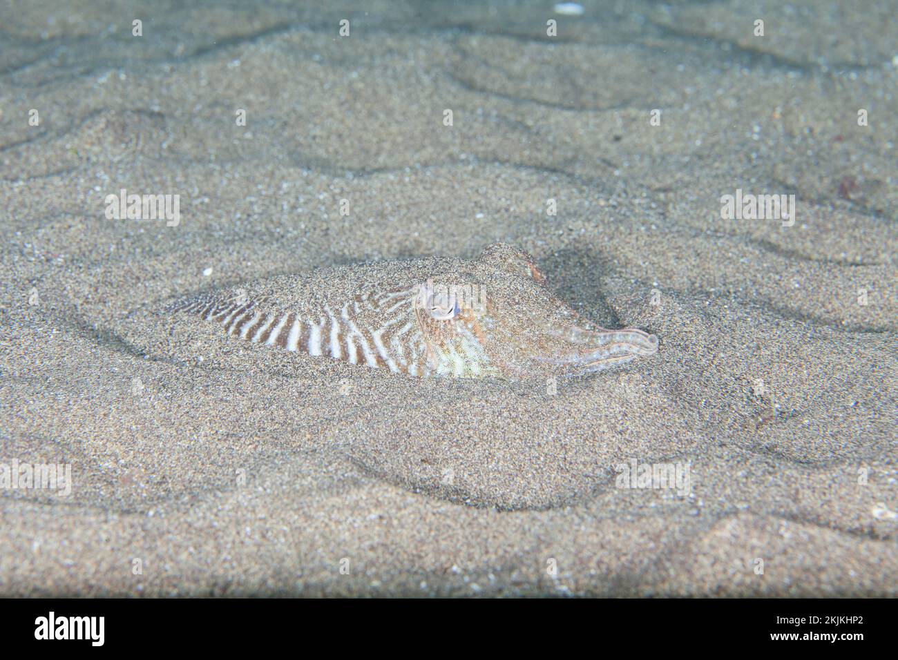 Common cuttlefish (Sepia officinalis) hiding in the sand, Lanzarote. Canary Islands, Spain, Europe Stock Photo