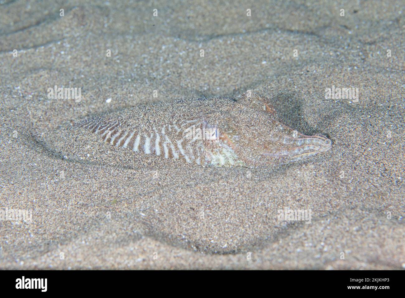 Common cuttlefish (Sepia officinalis) hiding in the sand, Lanzarote. Canary Islands, Spain, Europe Stock Photo