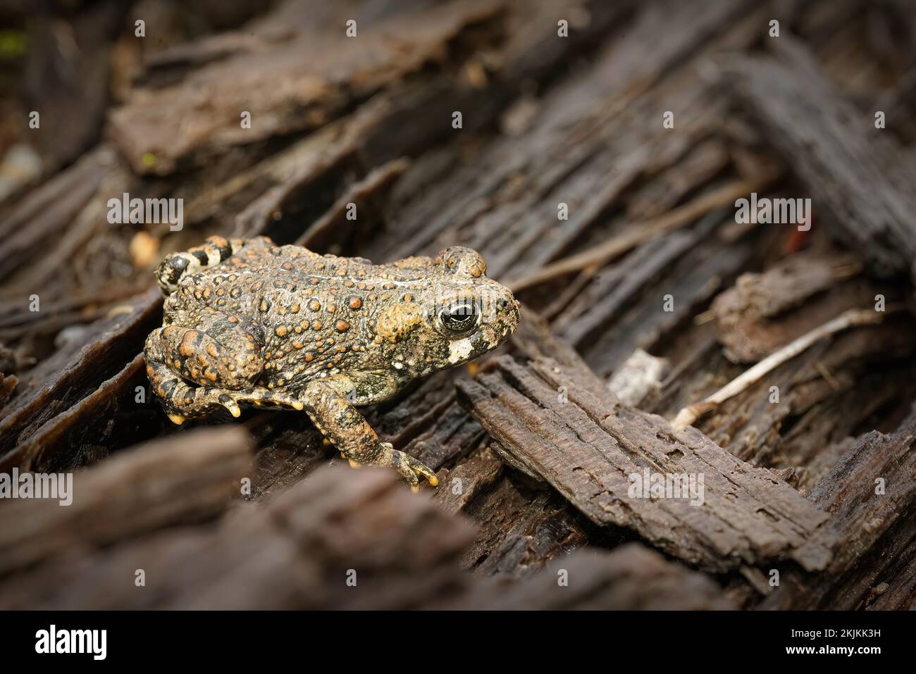 Natural close up of a juvenile western toad , Bufo boreas , on redwood in North California Stock Photo