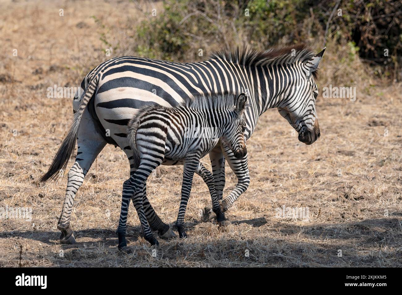Plains Zebra of the subspecies crawshay's zebra (Equus quagga crawshayi
