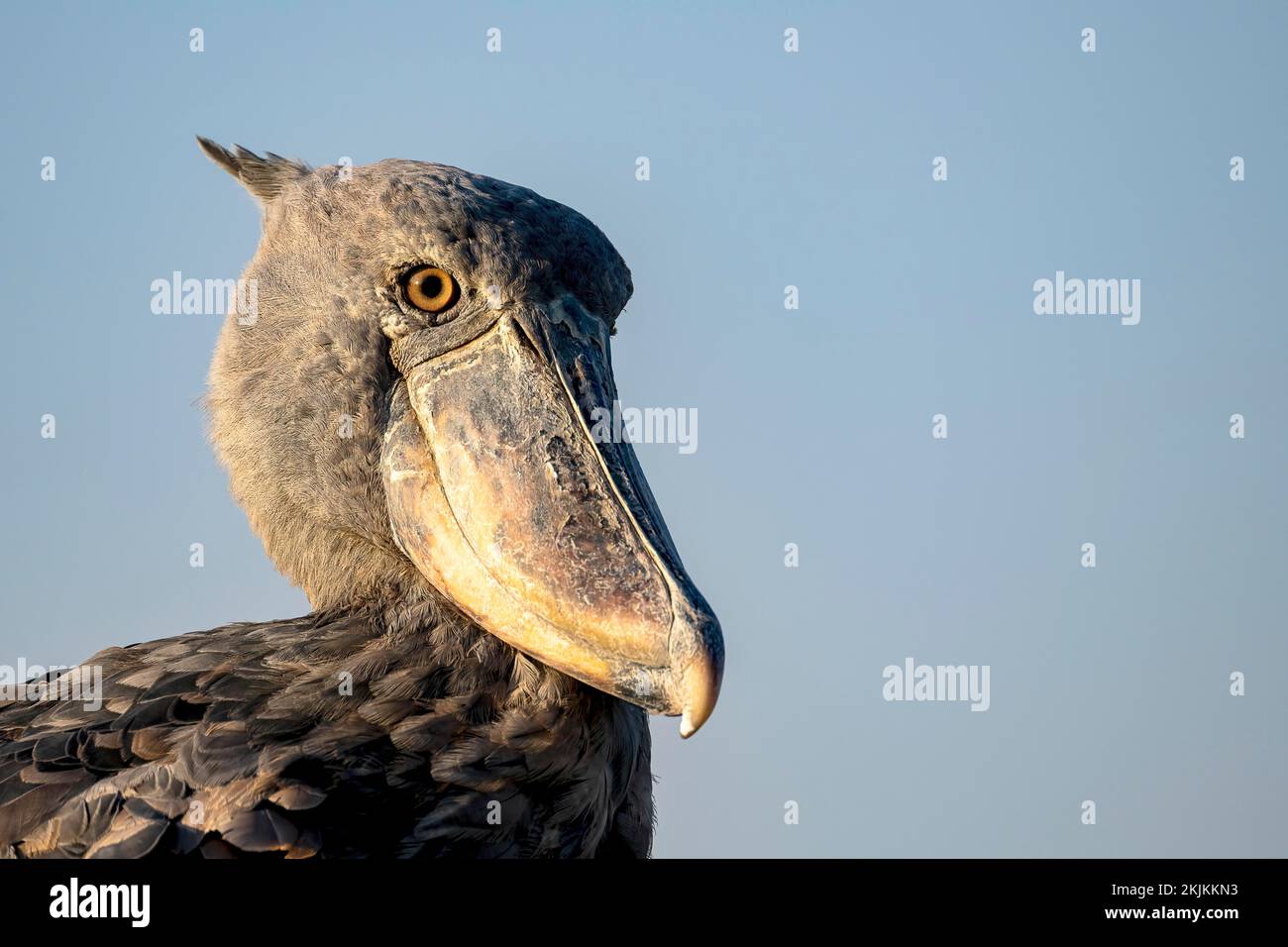 Shoebill (Balaeniceps rex), also Abu Markub, animal portrait, oblique, lateral, evening light, Bangweulu Swamps, Zambia, Africa Stock Photo