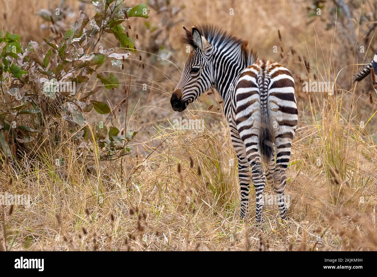 Plains Zebra of the subspecies crawshay's zebra (Equus quagga crawshayi