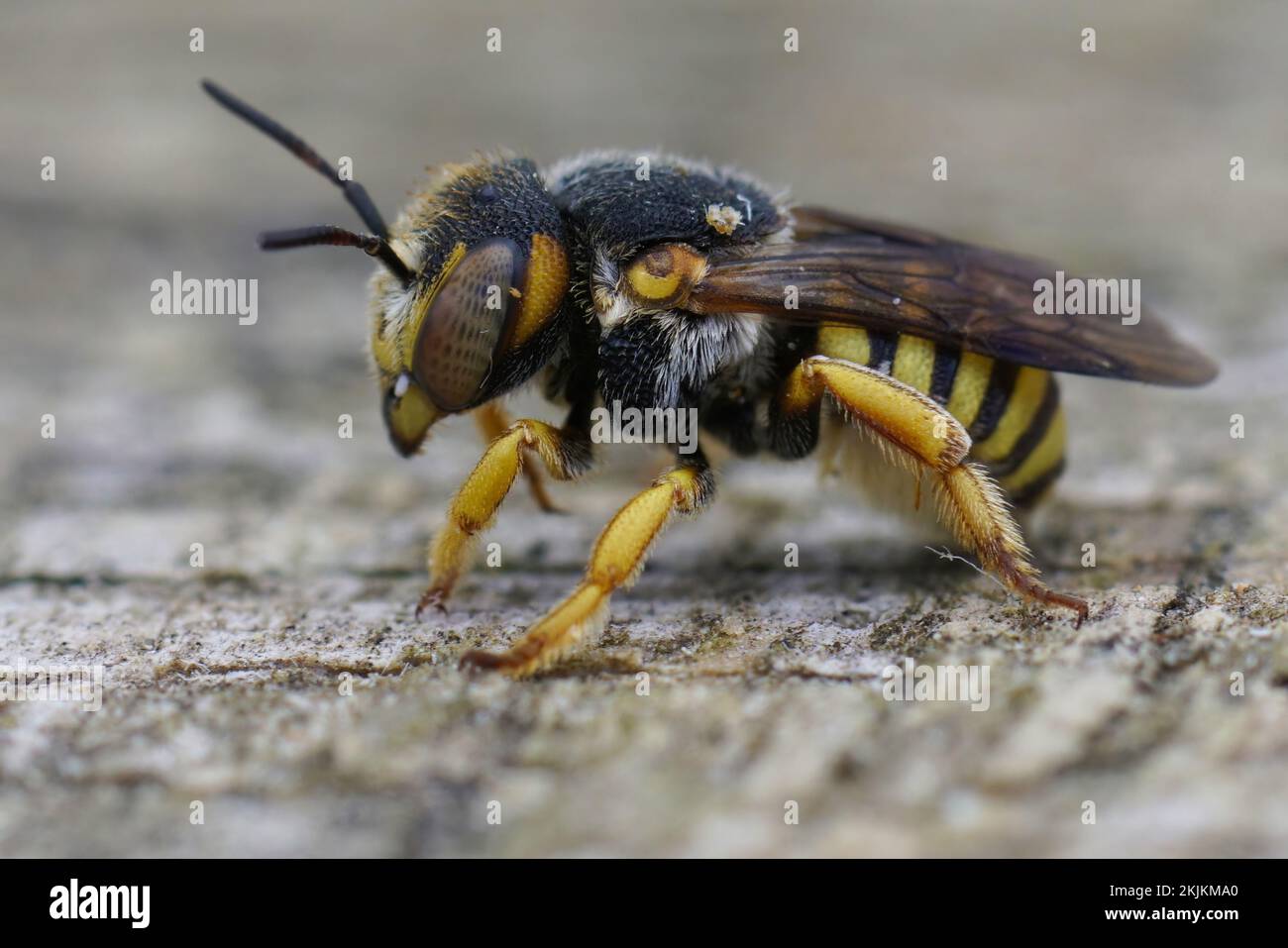 Detailed closeup on a female of the Grohmann's Yellow-Resin Bee, Icteranthidium grohmanni Stock Photo