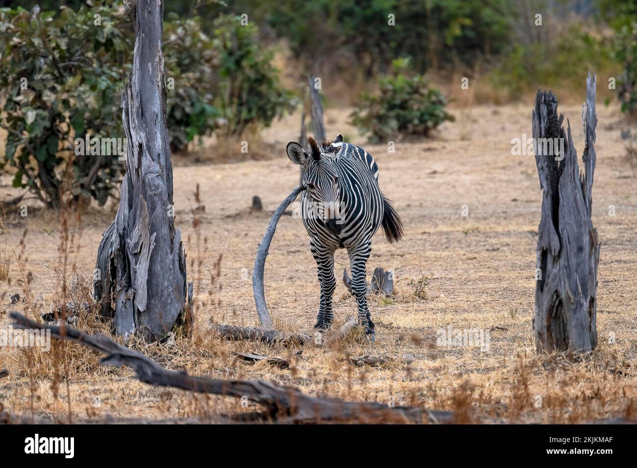 Plains Zebra of the subspecies crawshay's zebra (Equus quagga crawshayi
