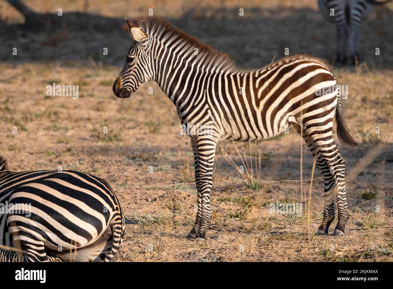 Plains Zebra of the subspecies crawshay's zebra (Equus quagga crawshayi