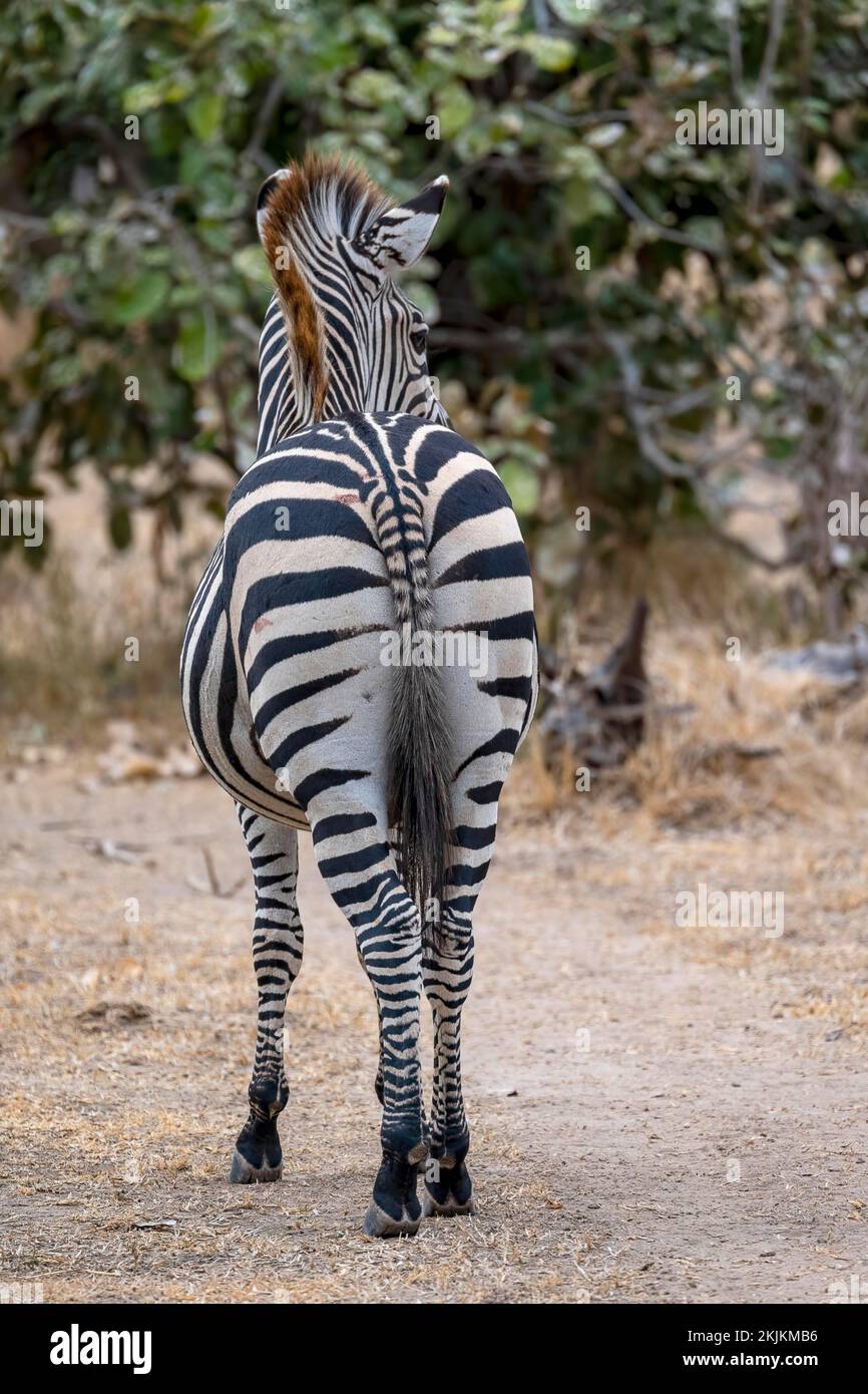 Plains Zebra of the subspecies crawshay's zebra (Equus quagga crawshayi
