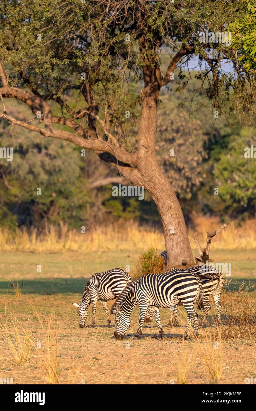 Plains Zebra of the subspecies crawshay's zebra (Equus quagga crawshayi