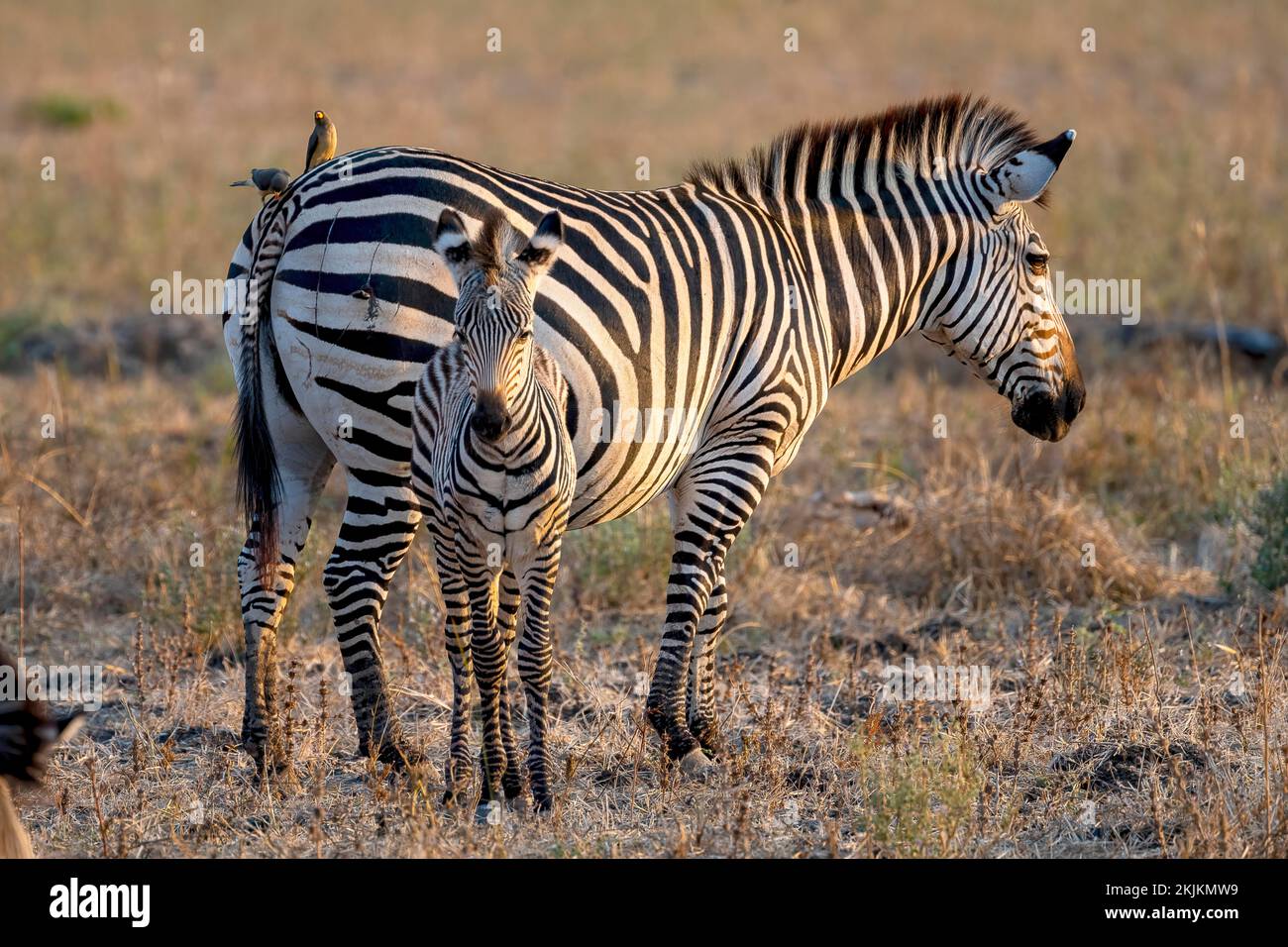Plains Zebra of the subspecies crawshay's zebra (Equus quagga crawshayi