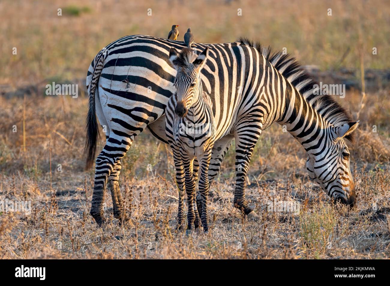 Plains Zebra of the subspecies crawshay's zebra (Equus quagga crawshayi