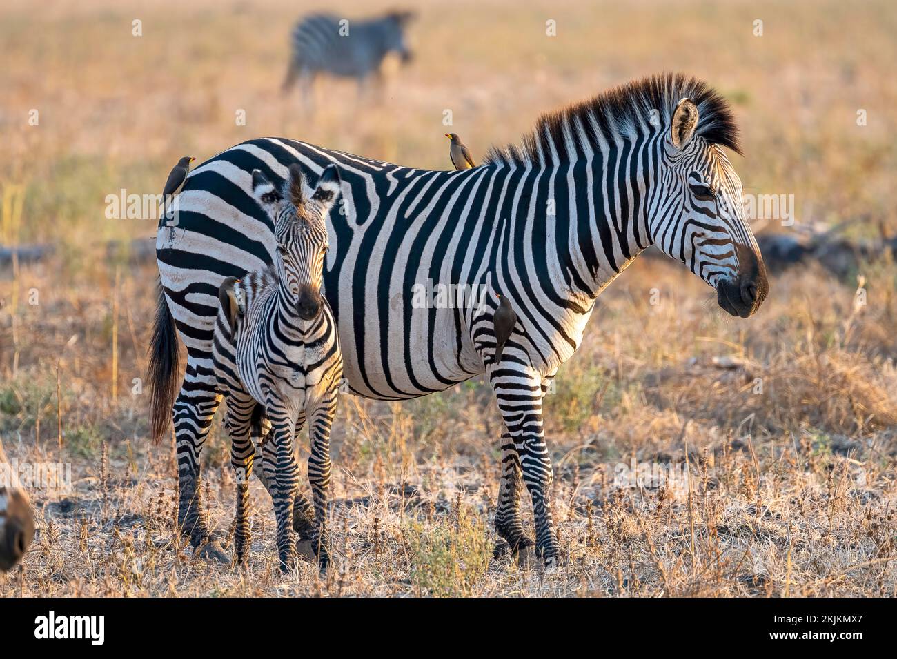 Plains Zebra of the subspecies crawshay's zebra (Equus quagga crawshayi