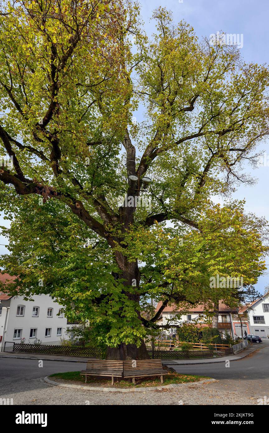 Natural monument, court linden tree (Tilia), lime tree, in Reicholzried, Allgäu, Bavaria, Germany, Europe Stock Photo