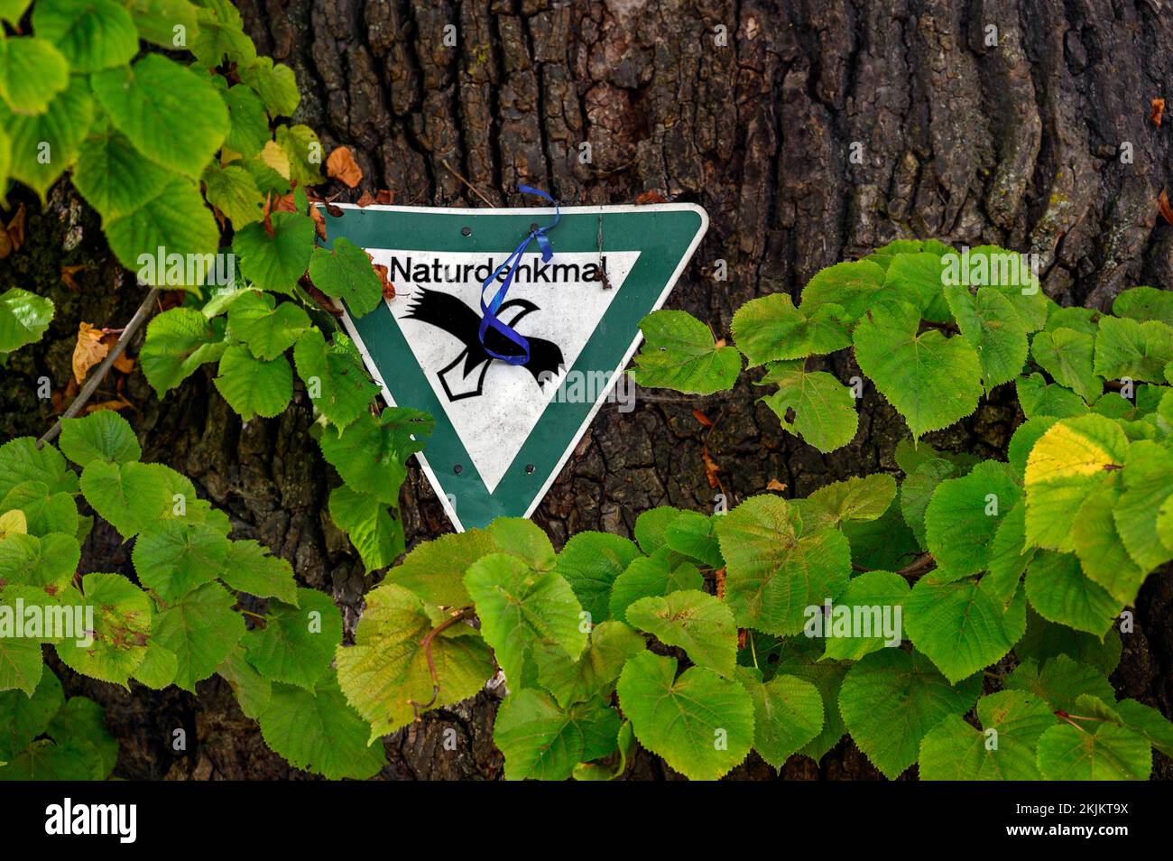 Information sign, natural monument, court lime tree (Tilia), lime tree, in Reicholzried, Allgäu, Bavaria, Germany, Europe Stock Photo