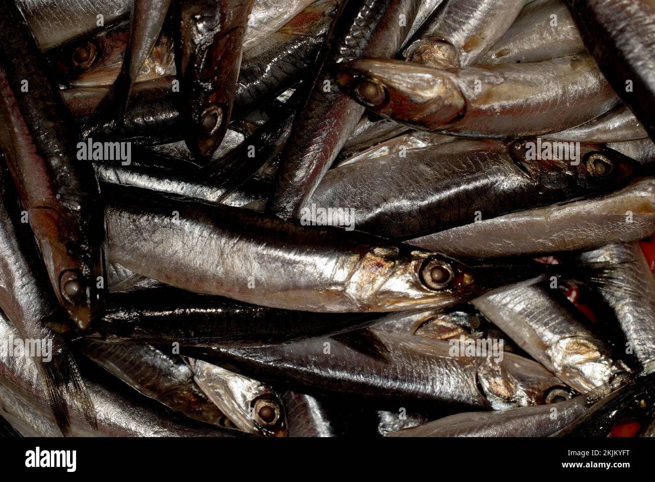 Anchovies, european anchovy (Engraulis encrasicolus) anchovies, food photography Stock Photo