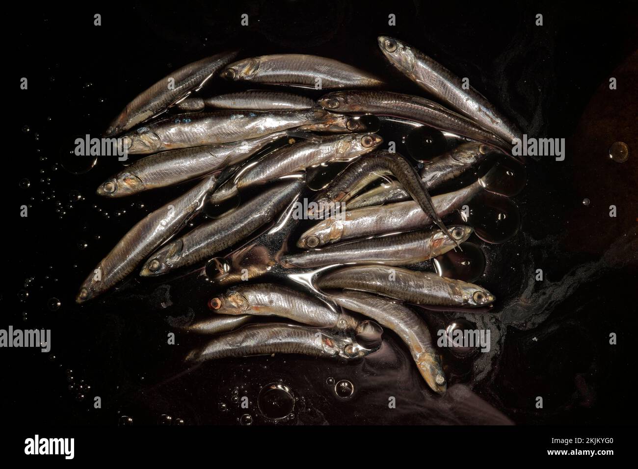 European anchovy swim hires stock photography and images Alamy
