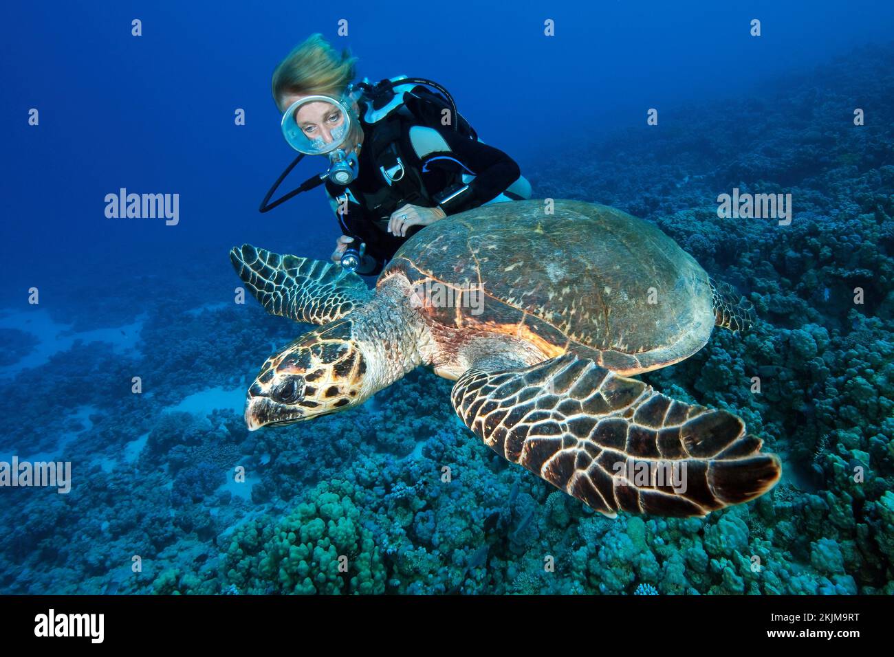 Female diver looking on looking at large sea turtle swimming in ...