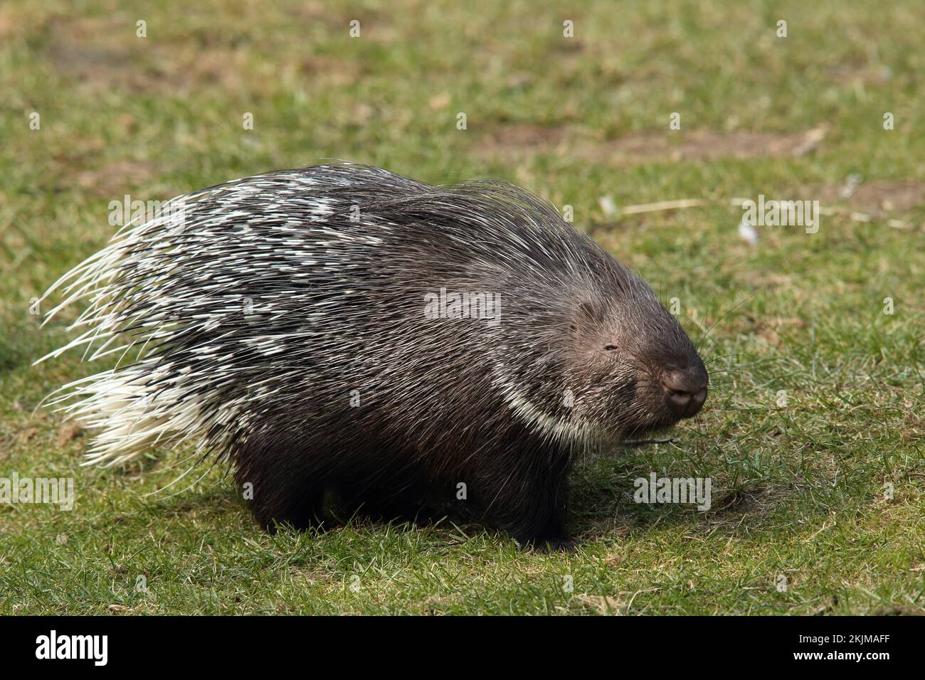 Crested porcupine (Hystrix cristata), captive Stock Photo