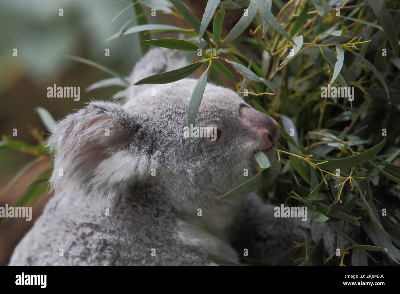 Curated visual reference: Feeding Young Captive Kingsnakes Scheduled Feeding Reference: Koala Phascolarctos Cinereus Young Feeding Captive Stock Photo